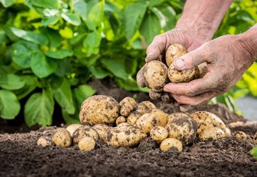 The Health Benefits of Onions The Health Benefits of Onions